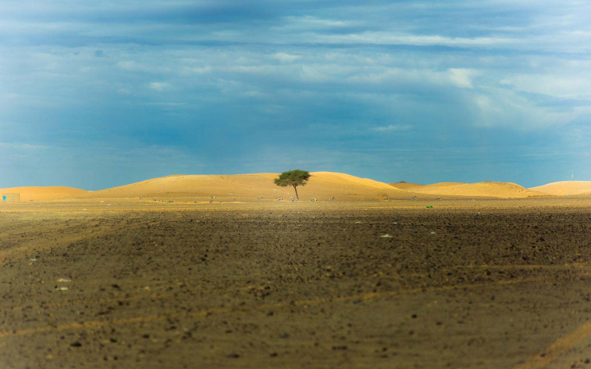 lone tree in middle of desert during daytime